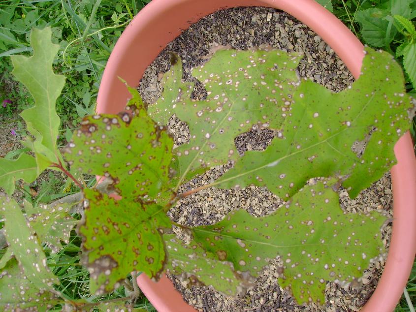 [Foto de planta, jardin, jardineria]