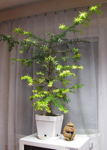 [Foto de planta, jardin, jardineria]