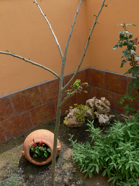 [Foto de planta, jardin, jardineria]