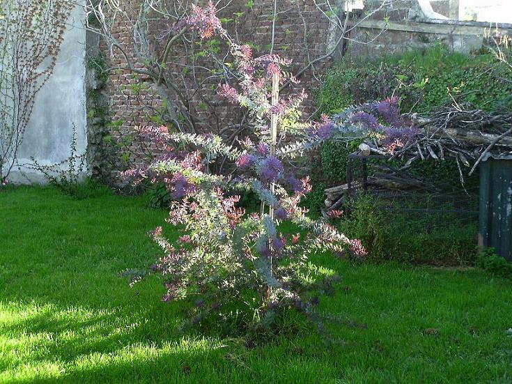 [Foto de planta, jardin, jardineria]