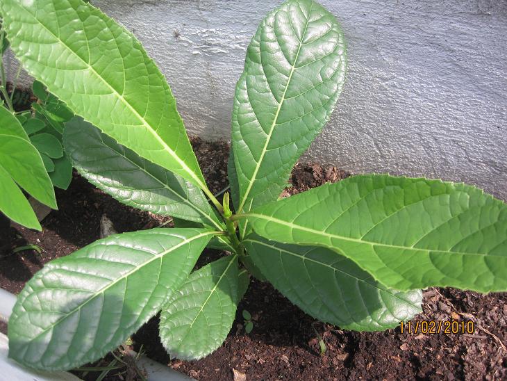 [Foto de planta, jardin, jardineria]