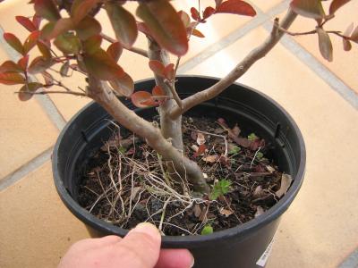 [Foto de planta, jardin, jardineria]