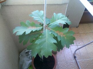 [Foto de planta, jardin, jardineria]