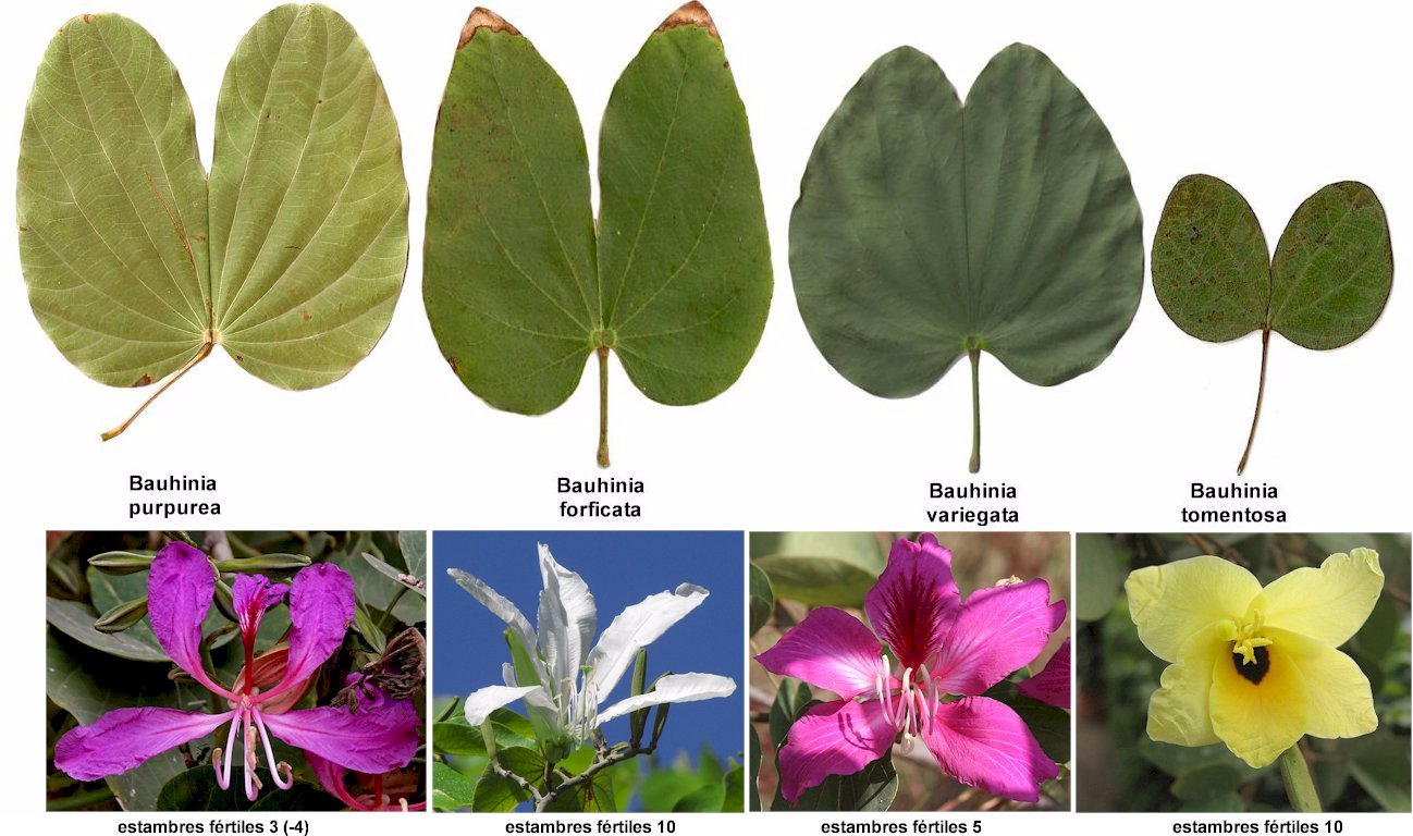 Bauhinia, árbol orquídea o pata de vaca