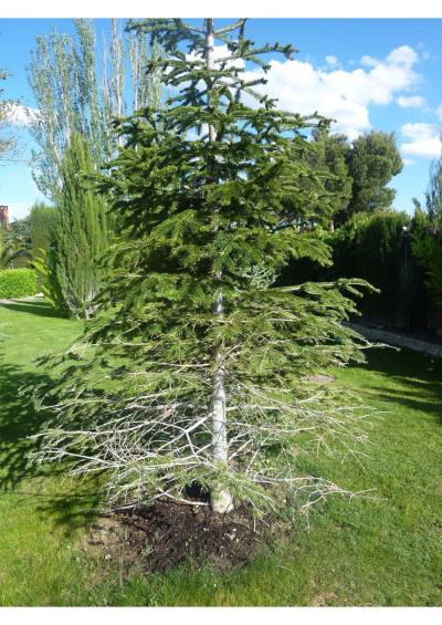 [Foto de planta, jardin, jardineria]