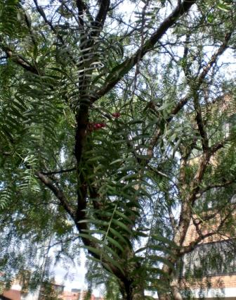 [Foto de planta, jardin, jardineria]