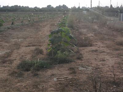 [Foto de planta, jardin, jardineria]