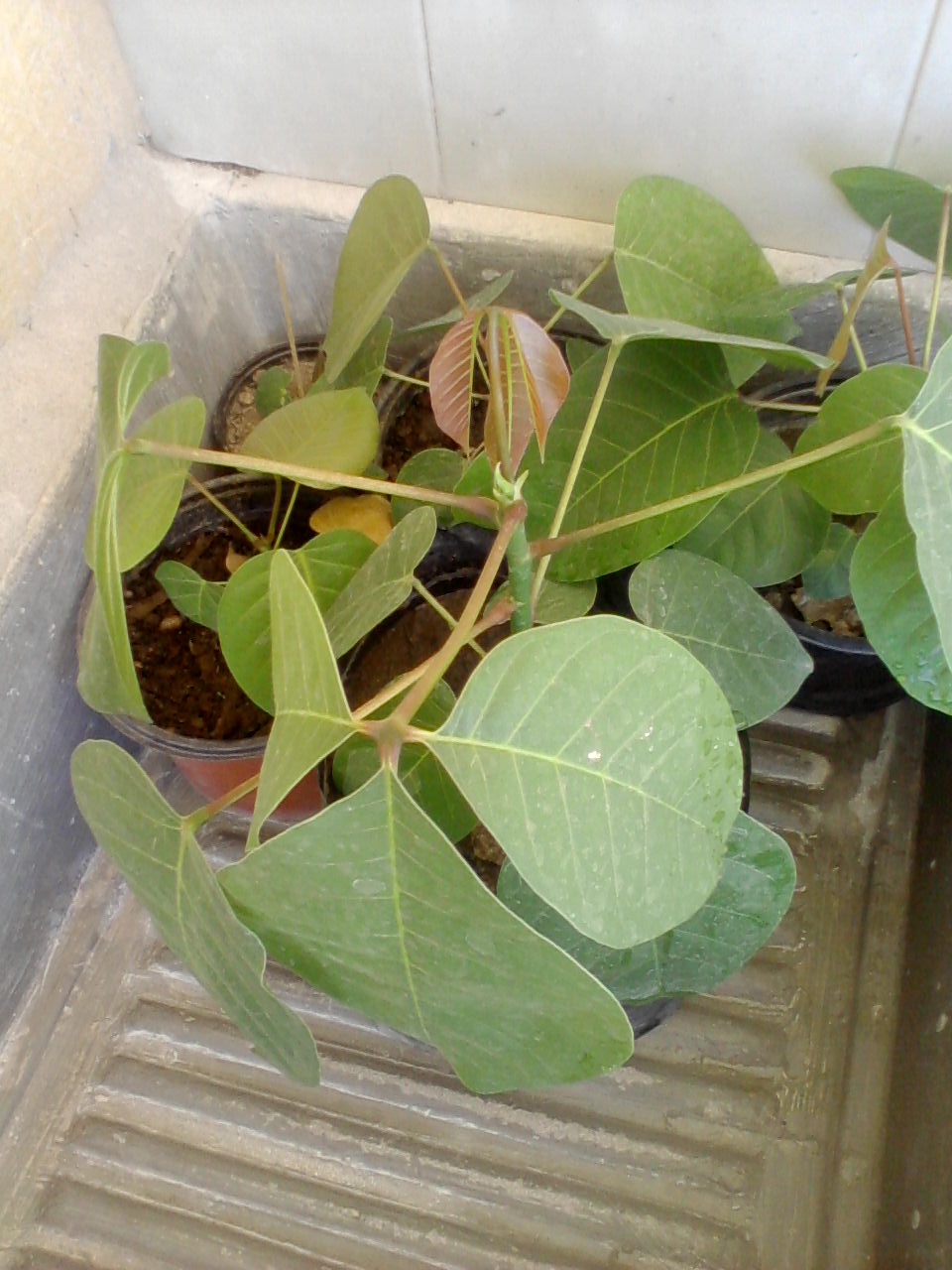 [Foto de planta, jardin, jardineria]