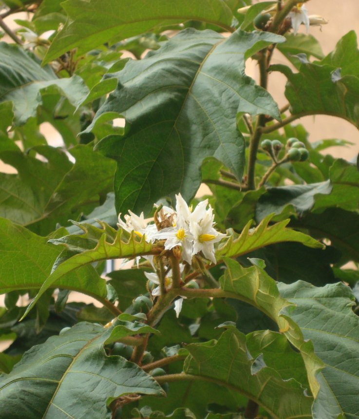 [Foto de planta, jardin, jardineria]