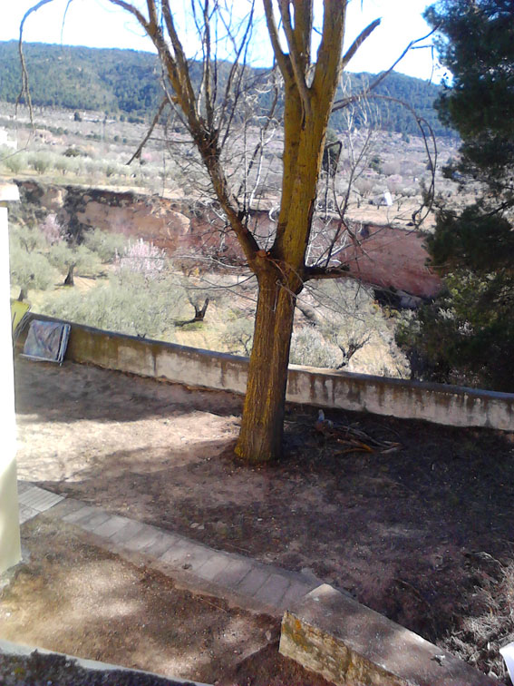 [Foto de planta, jardin, jardineria]