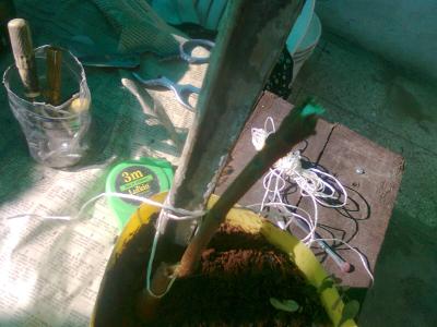 [Foto de planta, jardin, jardineria]