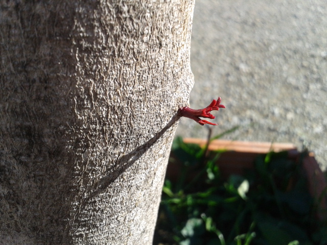 [Foto de planta, jardin, jardineria]