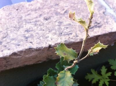 [Foto de planta, jardin, jardineria]