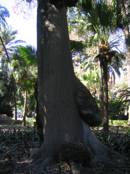 [Foto de planta, jardin, jardineria]