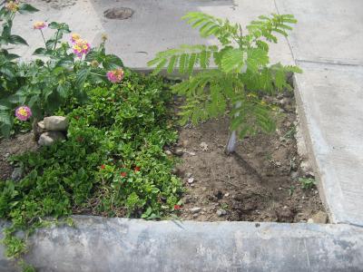 [Foto de planta, jardin, jardineria]