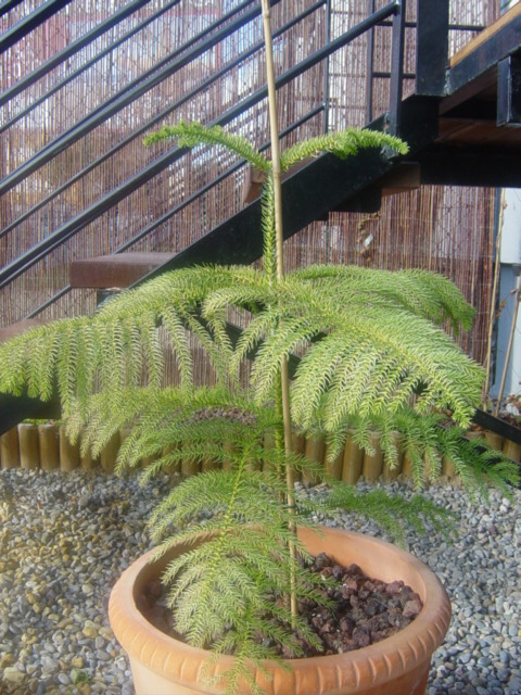 [Foto de planta, jardin, jardineria]