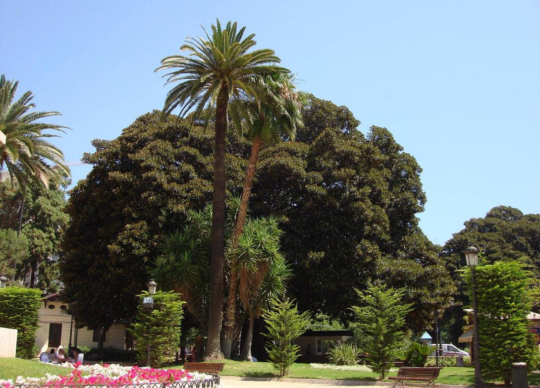 [Foto de planta, jardin, jardineria]