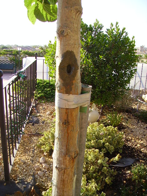 [Foto de planta, jardin, jardineria]