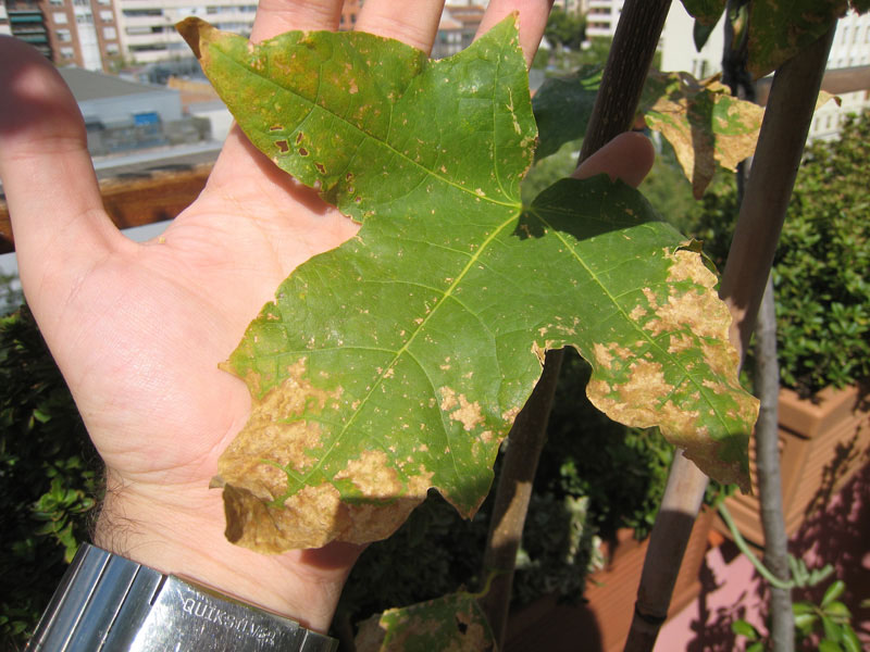 [Foto de planta, jardin, jardineria]