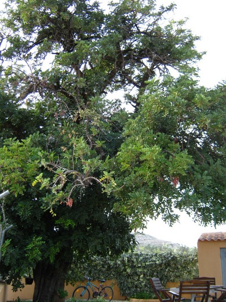 [Foto de planta, jardin, jardineria]