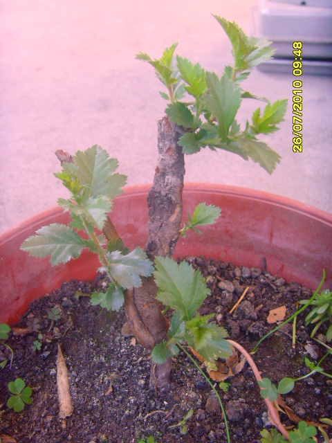 [Foto de planta, jardin, jardineria]