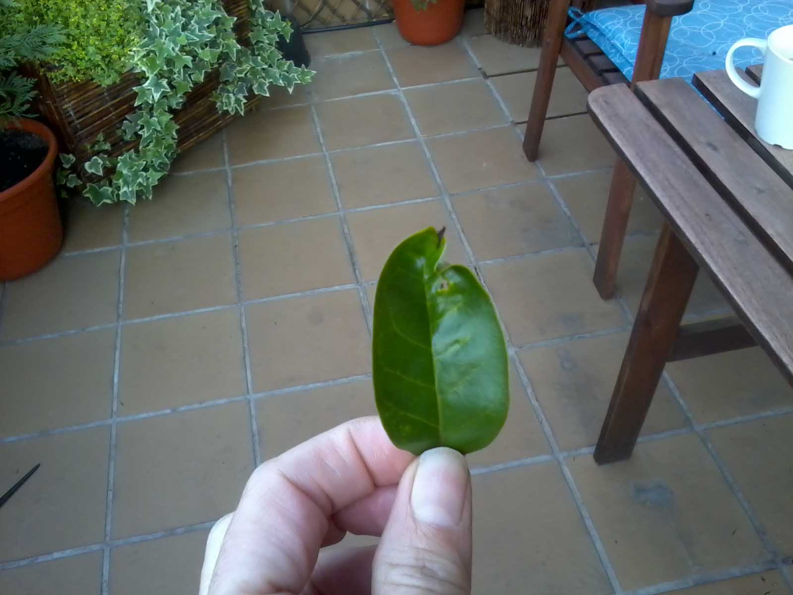[Foto de planta, jardin, jardineria]
