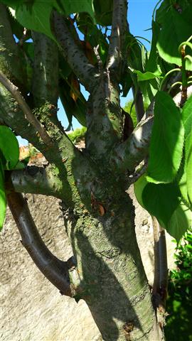 Cerezo japonés o cerezo de flor (Prunus serrulata)