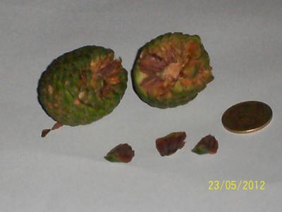 [Foto de planta, jardin, jardineria]