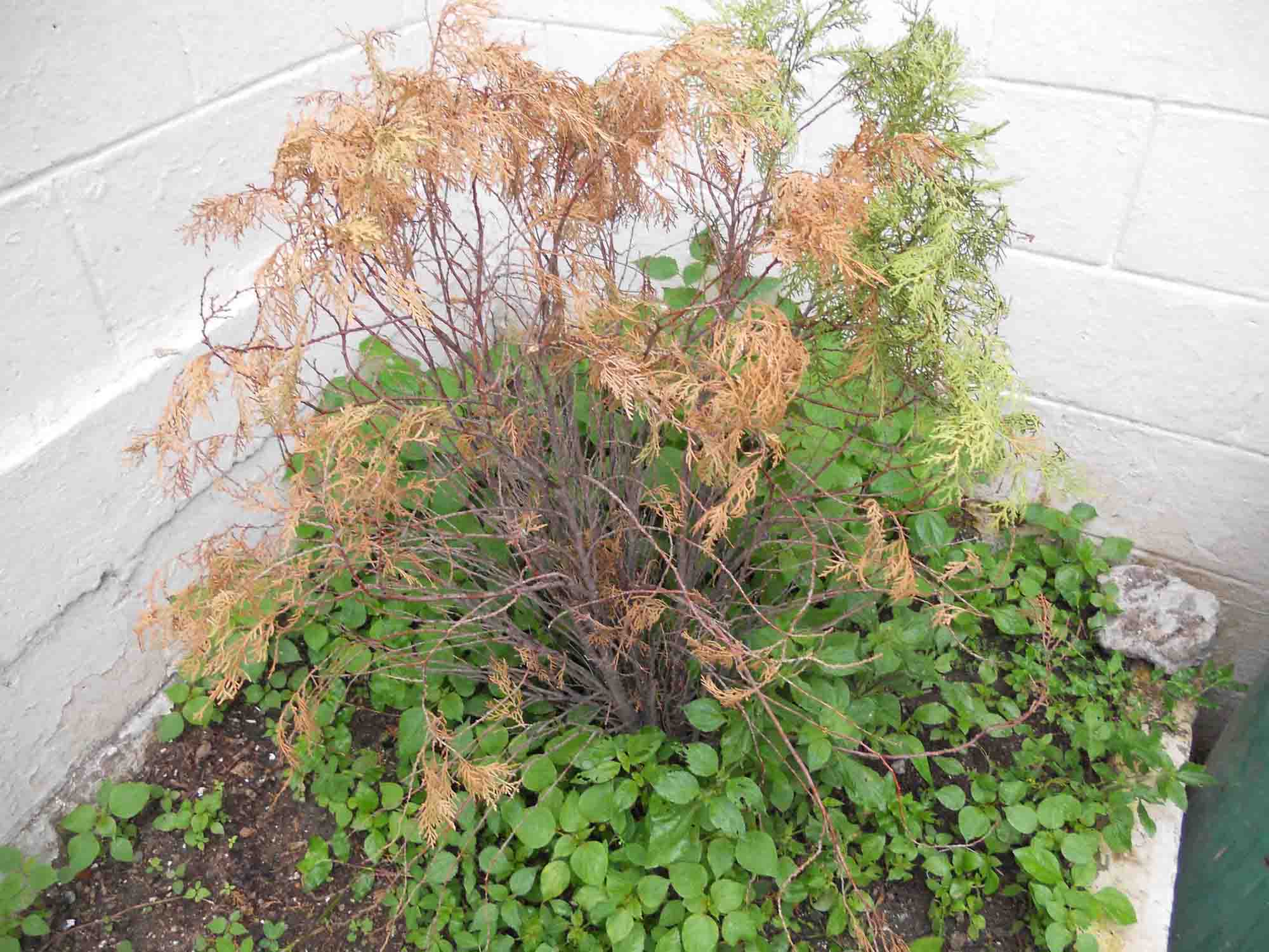 [Foto de planta, jardin, jardineria]