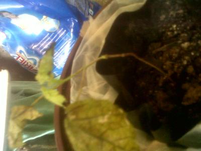 [Foto de planta, jardin, jardineria]
