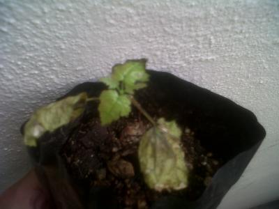 [Foto de planta, jardin, jardineria]