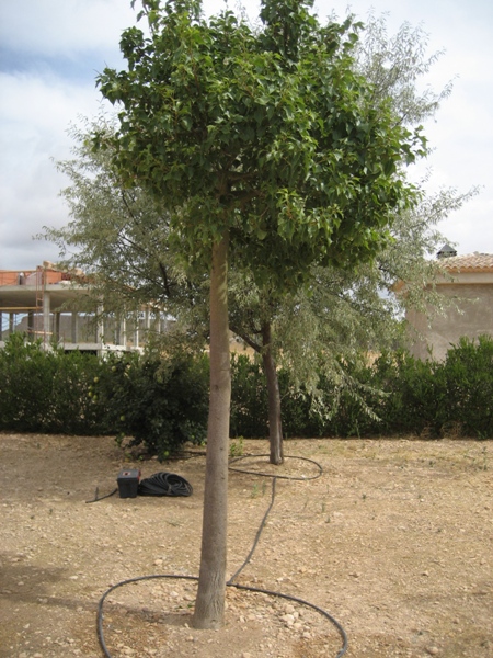 [Foto de planta, jardin, jardineria]