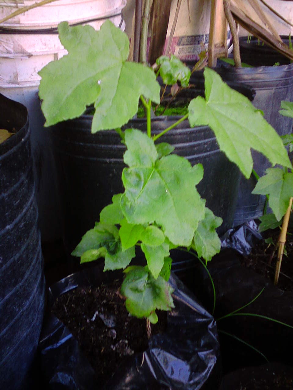 [Foto de planta, jardin, jardineria]