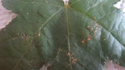 [Foto de planta, jardin, jardineria]