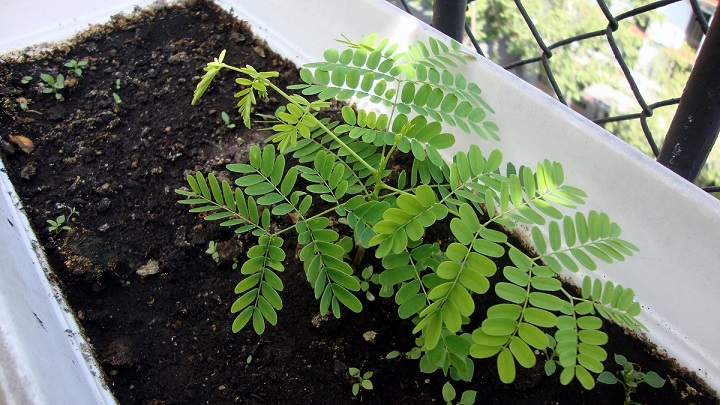 [Foto de planta, jardin, jardineria]