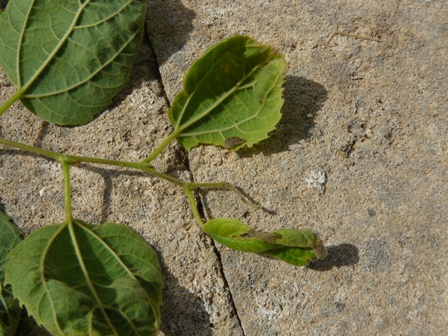 [Foto de planta, jardin, jardineria]