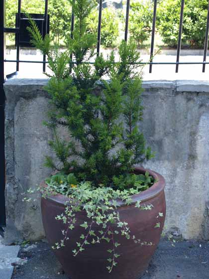 [Foto de planta, jardin, jardineria]