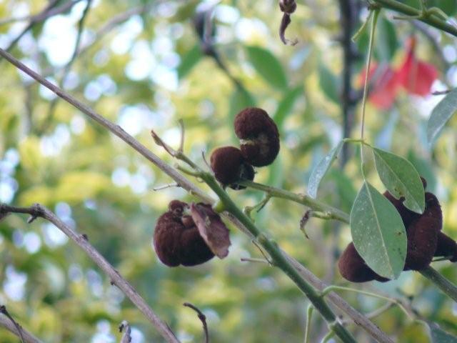 [Foto de planta, jardin, jardineria]