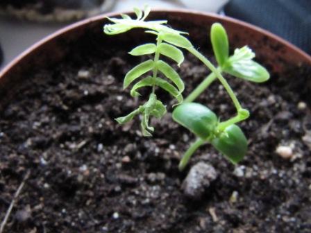 [Foto de planta, jardin, jardineria]