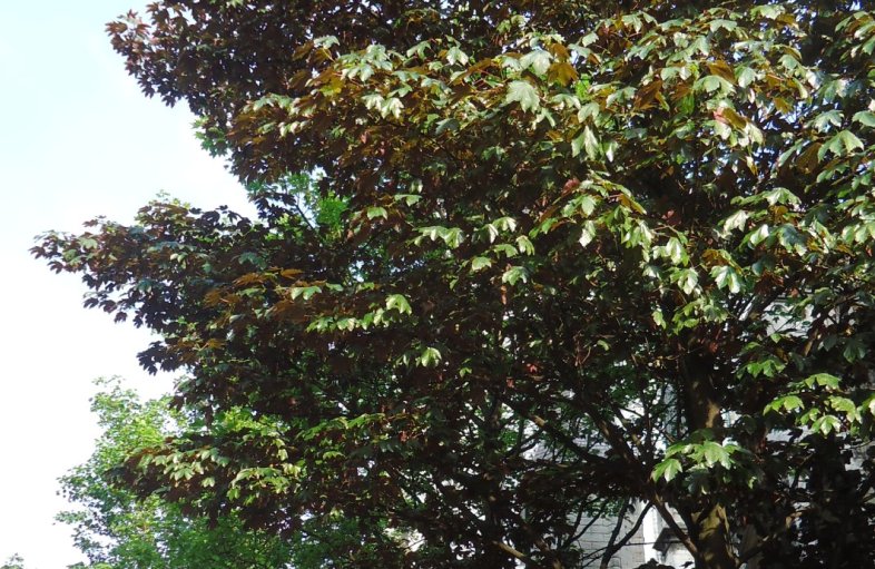 [Foto de planta, jardin, jardineria]
