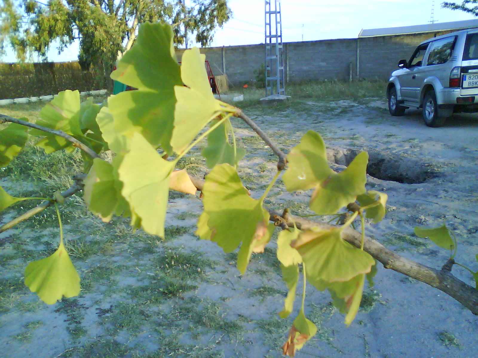 [Foto de planta, jardin, jardineria]