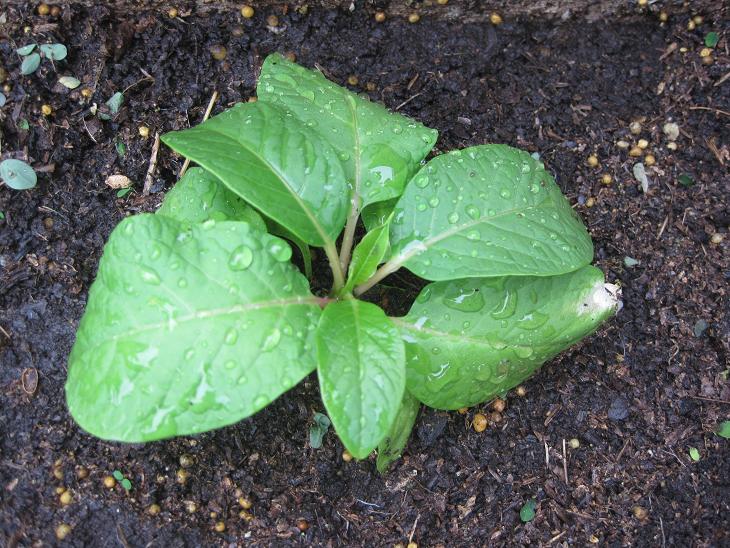 [Foto de planta, jardin, jardineria]