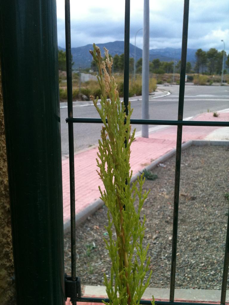 [Foto de planta, jardin, jardineria]