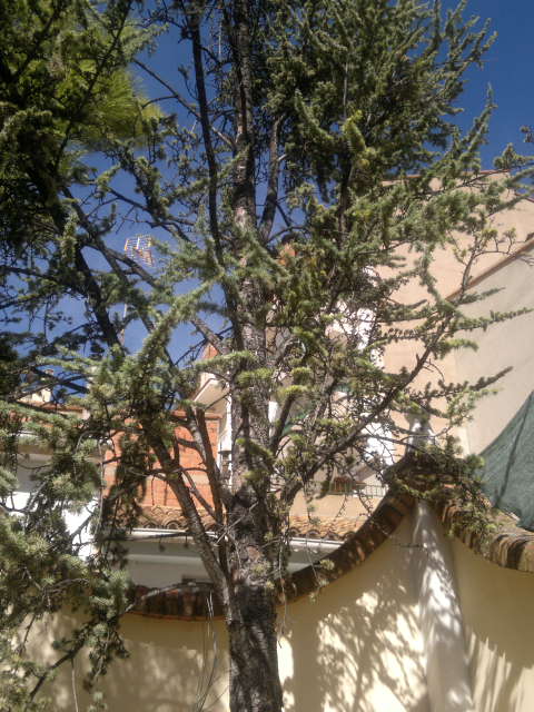 [Foto de planta, jardin, jardineria]