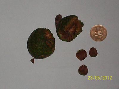 [Foto de planta, jardin, jardineria]