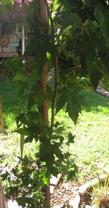 [Foto de planta, jardin, jardineria]