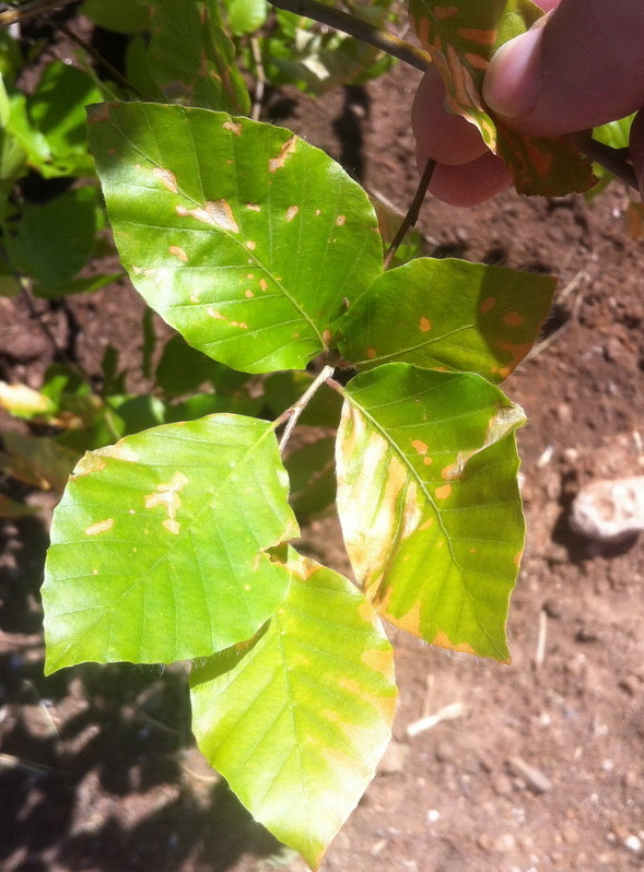 [Foto de planta, jardin, jardineria]