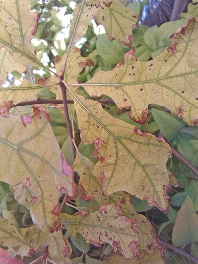 [Foto de planta, jardin, jardineria]