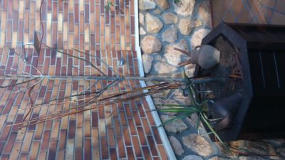 [Foto de planta, jardin, jardineria]