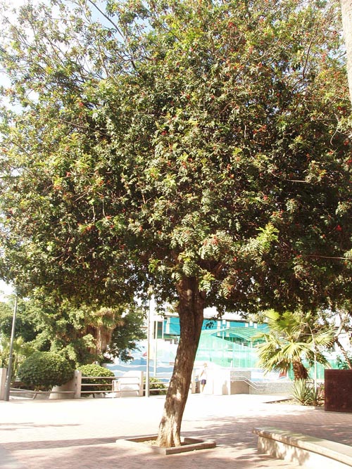 [Foto de planta, jardin, jardineria]